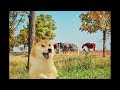 Famous Nilanjona Audio Assamese Vlogger Meme Vlogger Memes