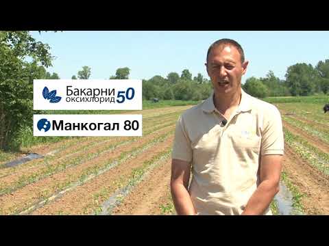 GALENIKA FITOFARMACIJA - Zaštita paprike nakon rasađivanja