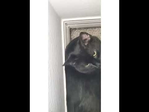 Crystal the Pet Nanny. LLC video.