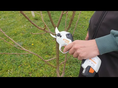 Kako orezati kaki jabuku?