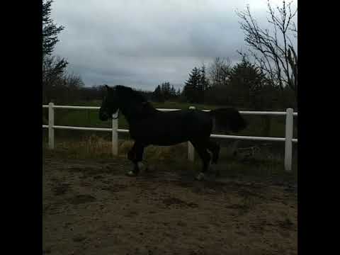 Kaiser, 2-jähriger Oldenburger / Schweres Warmblut zu verkaufen