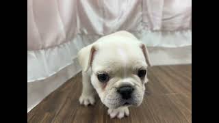 フレンチブルドッグの動画01