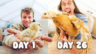 We Got 57 Baby Chicks... now what?