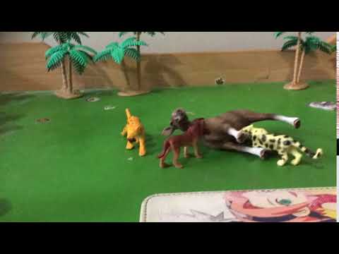 thylacosmilus vs smilodon