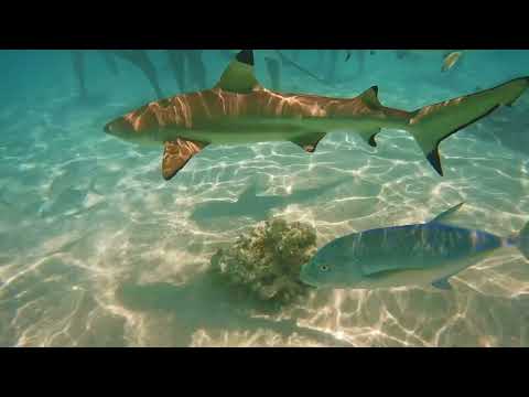 TEA987 - OH MA POLYNÉSIE (CLIP OFFICIEL)