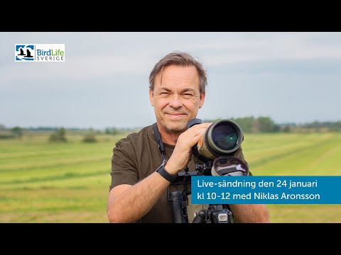 Livestreaming under Vinterfåglar inpå knuten