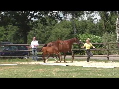 Fohlenrundfahrt 2021 - 08 Stutfohlen v. Vaderland
