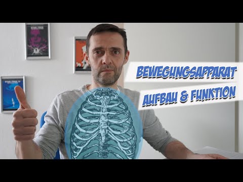 Musculoskeletal system | Anatomy | Care channel
