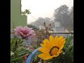 Valentine S Day Special Status Video Two Flowers Love Story Flowers Closing On Sunset