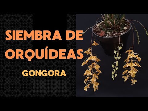 Siembra de orquídea Gongora
