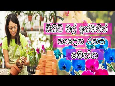 ඕකිඩ් වගාවේ රහස් ක්‍රම සියල්ල මෙන්න  how to grow orchids in sinhala