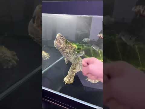 Beasts Shall Never Be Slaves.#alligatorsnappingturtle#reptile#Alligator snapping turtle#Turtle