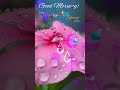 Good Morning Wishes 32 Shorts Ai Goodmorning Reels Whatsappstatus Quotes Flowers Trending