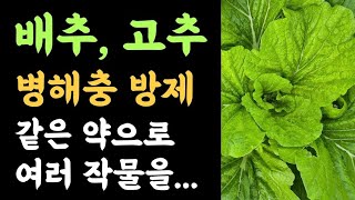 배추,고추???? 병해충 동시방제???? 같은 약으로 여러 작물을...???? 