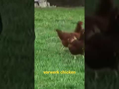 , title : 'vorwerk chicken | fancy chicken |😍'