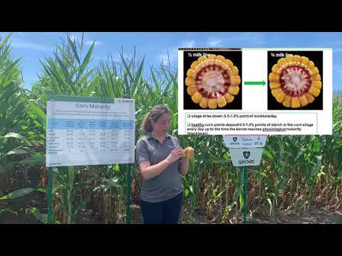 Staging Your Silage Corn