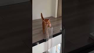 Two flexible cat