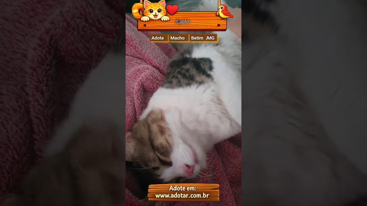 Gato raça SRD-ViraLata idade 7 a 11 meses nome Apolo