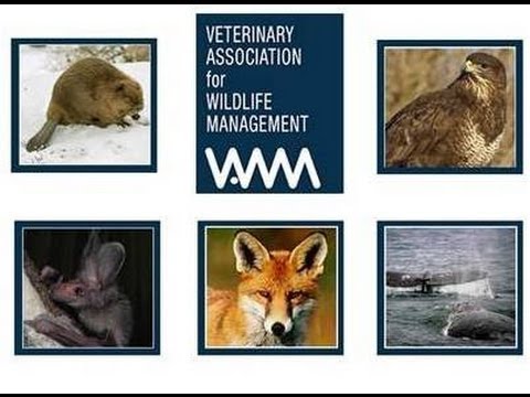 Wildlife Diseases and Conservation –  a one day symposium