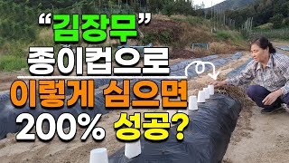 종이컵 김장무 심는방법 심는시기 무우 쉽게 재배하는법 발아율 100%