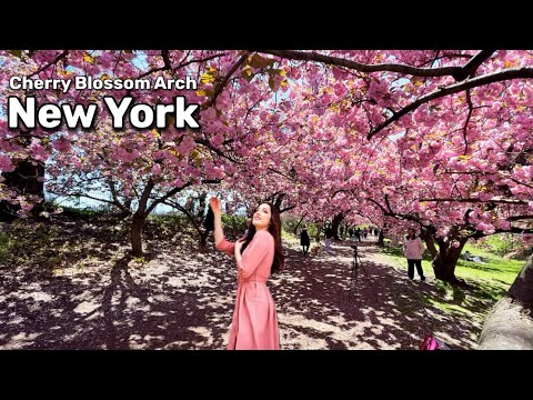Most Beautiful 🌸 𝐂𝐇𝐄𝐑𝐑𝐘 𝐁𝐋𝐎𝐒𝐒𝐎𝐌  𝐀𝐑𝐂𝐇 🌸 In NewYork 🇺🇸