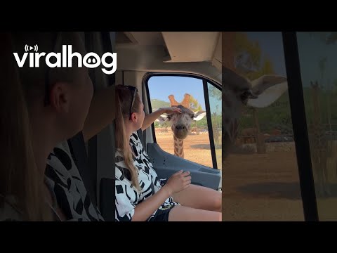 Giraffe's Tongue Gets Silly || ViralHog