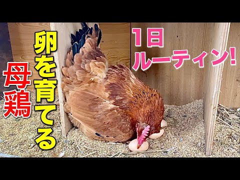 最近産んだ鶏の卵が異臭を放つのはなぜですか?誰のせいですか？  庭園