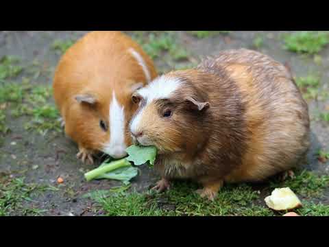 Guinea Pig Care 101: The Ultimate Guide!