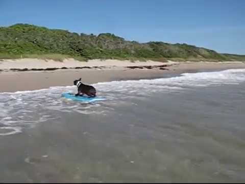 Boston Terrier Izzy surfing