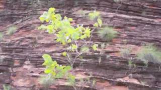 preview picture of video 'Walk through the Kimberley   Kununurra 1'