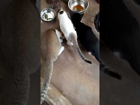 CAT'S WITH CHITU  is live