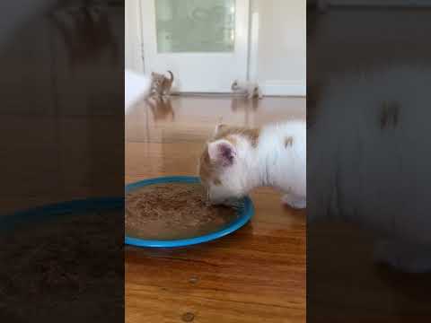 Cute baby cat eating solid food for the first time #shorts