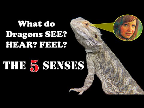 1st YouTube video about how far can bearded dragons see
