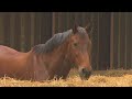 Leefbaar Lelystad na vierde ingeslapen paard: "Geef geld van motiemarkt aan manege"