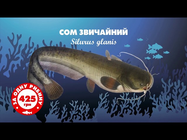 Фото 2D покадрова та маріонеткова анімація
Досвід роботи:
- створення статичних векторних персонажів та фонів - більше 16 років;
- створення маріонеткової та покадрової анімації - більше 5 років;
- написання сценаріїв анімації, створення розкадровки, озвучування ролика - більше 5 років.

Переваги: під кожен проект створюю індивідульний дизайн персонажів та фонів в єдиному стилі та колірній гамі (не шаблони!). Саме тому ваша анімація буде унікальна!

Гарантую високу якість анімаційного ролика та швидку креативну реалізацію будь-яких ваших ідей.

Працюю дистанційно з усіма населеними пунктами України (крім АР Крим та ОРДЛО).
