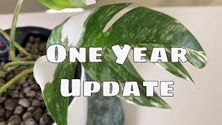 1 Year Epipremnum Pinnatum Variegata  Propagation Update & Care Tips