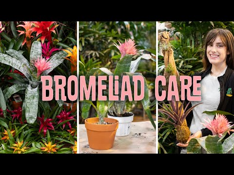 Bromeliad Care (Propagating)