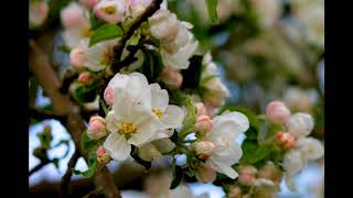 Kilmeny of the Orchard Chapter 5 A Phantom of Delight