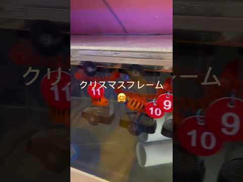 クリスマスフレーム🥴