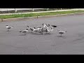 Seagulls Fighting Over A Piece Of Beef Documentary Seagulls In Far Rockaway Pt 2