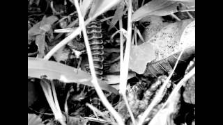 Boogarins - Eu Vou (NOT OFFICIAL)