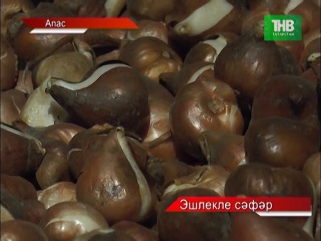 Новости "Апас хэбэрлэре" 24.11.2017