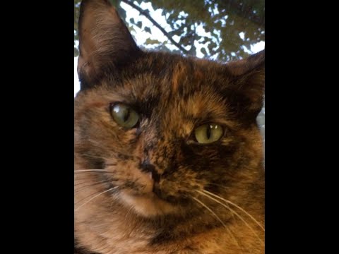 Patches, an adoptable Tortoiseshell in Arlington Heights, IL_image-1