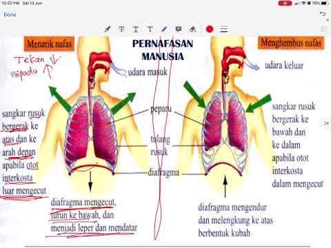 Biologi Tingkatan 4 Bab 8 (mekanisme pernafasan katak & manusia) #part3