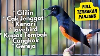 Download lagu MASTERAN MURAI BATU FULL ISIAN TEMBAKAN CILILIN KENARI KAPAS TEMBAK LOVEBIRD GEREJA JENGGOT CUNGKOK mp3