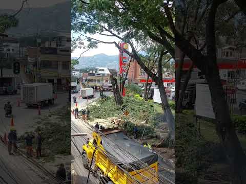 ¡Las vías crecerán, pero la comunidad pregunta: ¿y los árboles quién los salva? 🌳