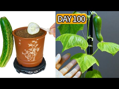 Growing Cucumber Time Lapse Seed To Fruit In 100 Days | Mr Garden