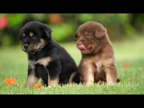 4K Video (Ultra HD). CUTE baby ANIMALS Videos Compilation CUTEST moment of the animals in NATURE!