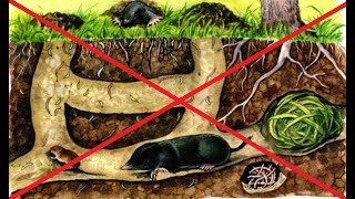 How to Catch a Mole Simple and fast A method that works very well Как поймать крота