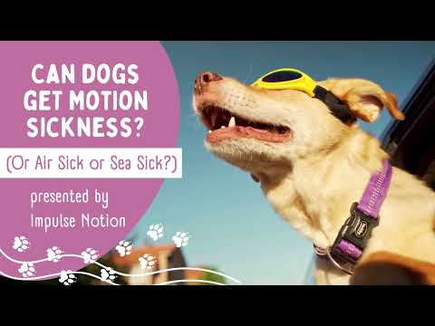 Can Dogs Get Motion Sickness? (Or Air Sick or Sea Sick?)